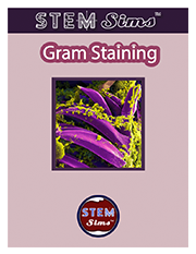 Gram Staining Brochure's Thumbnail